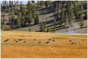 04 - Yellowstone NP (43)